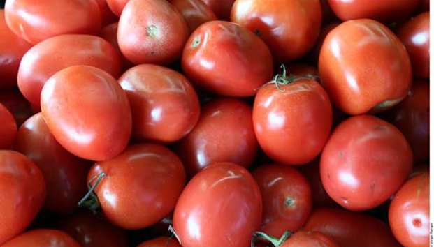 Dan tomateros última propuesta a EU