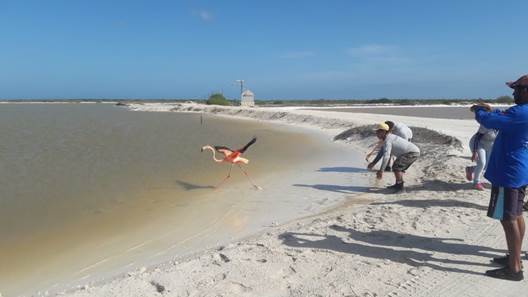 Colocan transmisores satelitales a ejemplares de flamenco rosado