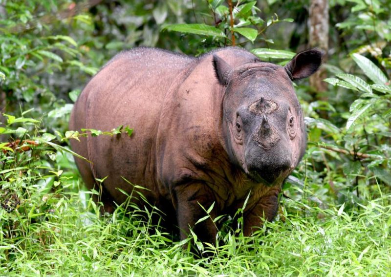 Murió Tam, el último rinoceronte macho de Sumatra