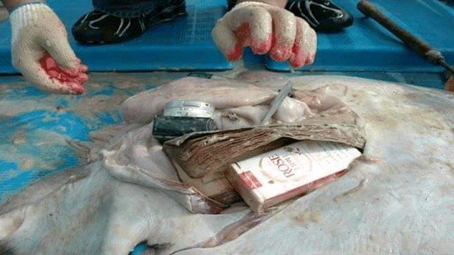 Hallan objetos insólitos dentro del estómago de una mantarraya