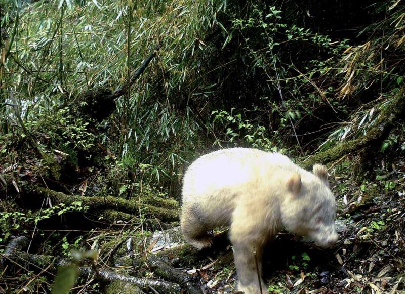 Aparece un panda albino en China