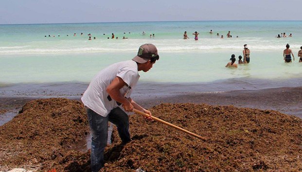 IP ofrece apoyo para eliminar sargazo