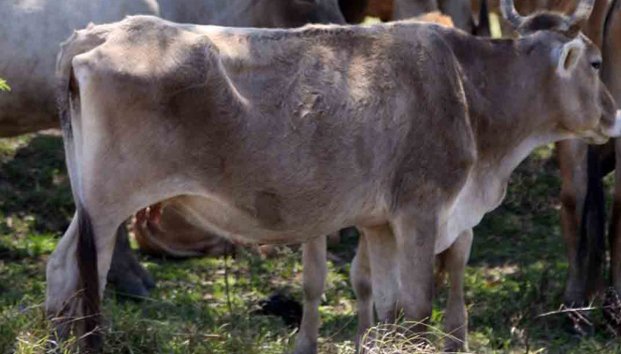 Cae cuatrero con ganado robado de rancho en Querétaro