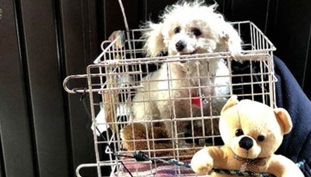 Urge sancionar el maltrato animal: experto