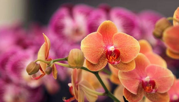 Joven escapa a su secuestrador elogiando sus orquídeas