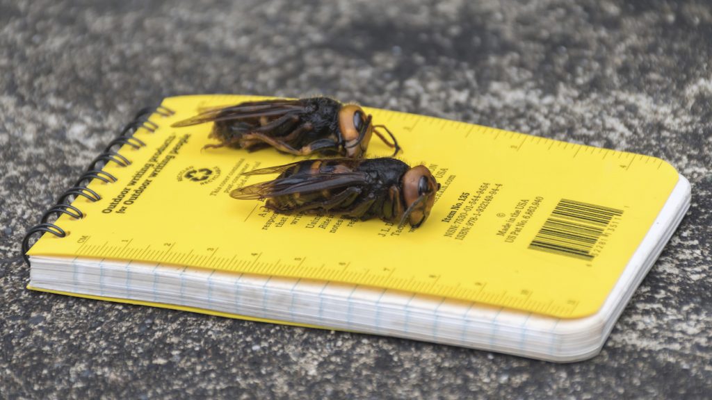 Preocupa en Washington presencia de avispón asiático gigante