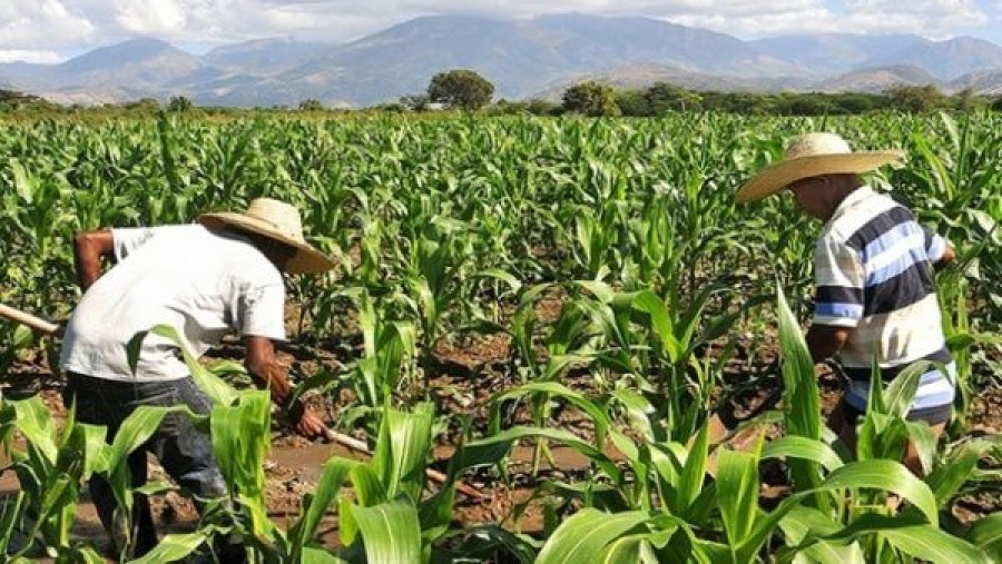 Peligra abasto de básicos
