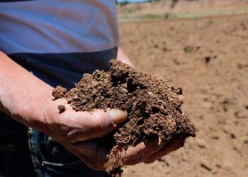 Peligran cosechas de campesinos por sequías 
