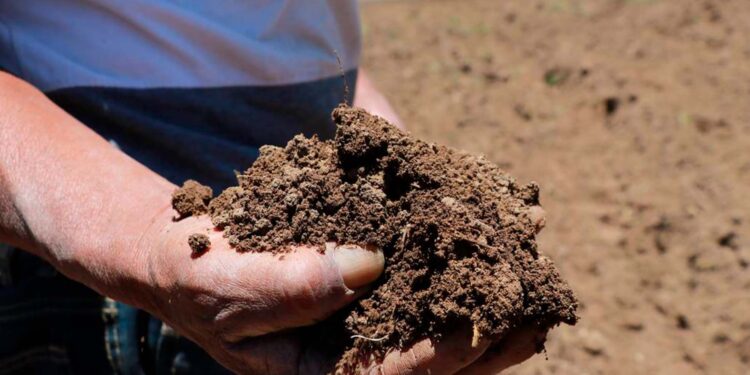 Peligran cosechas de campesinos por sequías 