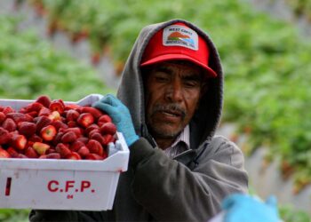 Campesinos migrantes de Guerrero denuncian explotación laboral: “Nos tratan como animales”