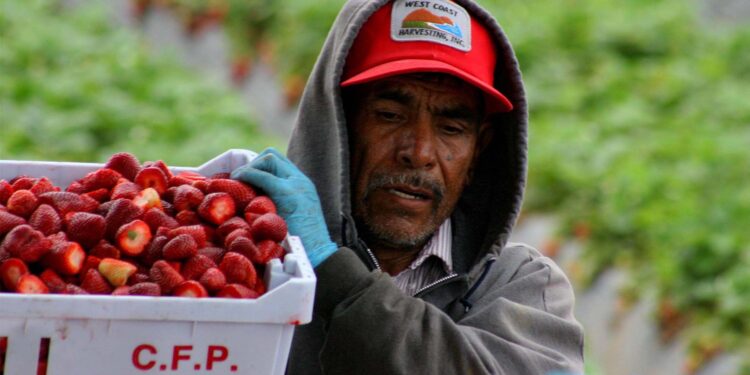 Campesinos migrantes de Guerrero denuncian explotación laboral: “Nos tratan como animales”