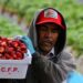 Campesinos migrantes de Guerrero denuncian explotación laboral: “Nos tratan como animales”