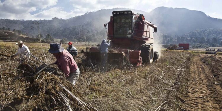 Sequía afecta al 46 por ciento del territorio mexicano