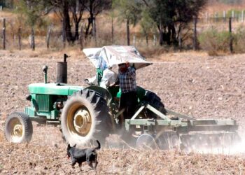 Peligran cosechas de frijol en Zacatecas por falta de apoyos al campo