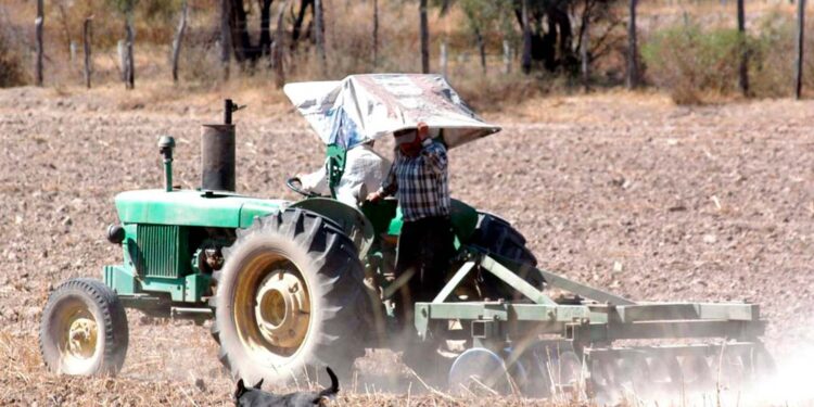 Peligran cosechas de frijol en Zacatecas por falta de apoyos al campo