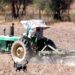 Peligran cosechas de frijol en Zacatecas por falta de apoyos al campo