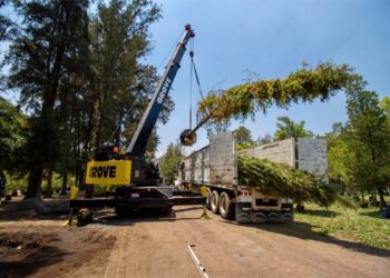 CDMX recibe árbol que reemplazará la emblemática palmera en Reforma