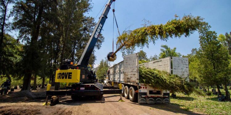 CDMX recibe árbol que reemplazará la emblemática palmera en Reforma