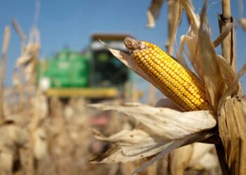 PNUD alerta sobre “múltiples crisis” que enfrenta el mundo, entre ellas la alimentaria