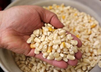 Diconsa niega maíz a campesinos de Hidalgo