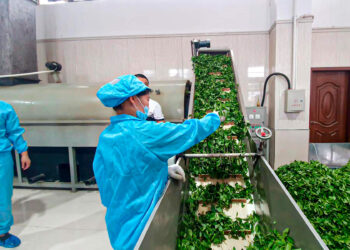 Turismo y producción de té, pilares en el combate a la pobreza en China