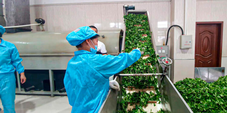 Turismo y producción de té, pilares en el combate a la pobreza en China