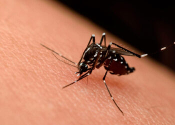 ¡Cuidado! Tabasco registra 460 casos de dengue