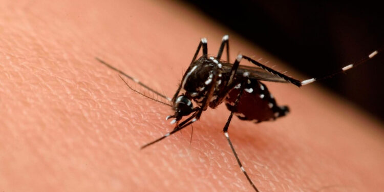 ¡Cuidado! Tabasco registra 460 casos de dengue