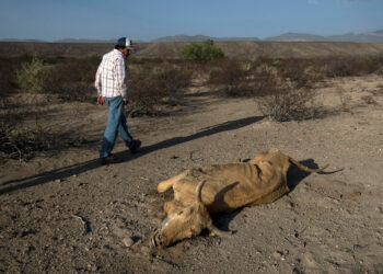 Sequía puede generar pérdida de 102 mil mdp a la industria y agricultura: Banxico