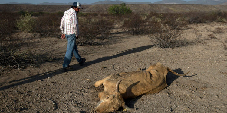 Sequía puede generar pérdida de 102 mil mdp a la industria y agricultura: Banxico