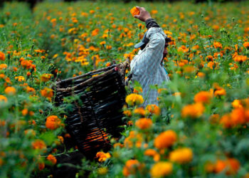 Campesinos enfrentan inflación y el clima para cultivar la flor de cempasúchil