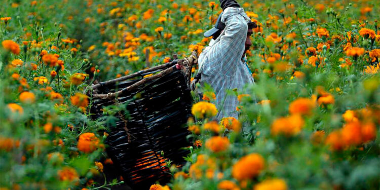 Campesinos enfrentan inflación y el clima para cultivar la flor de cempasúchil