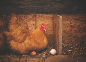 Sader refuerza acciones tras detectar el primer caso de gripe aviar H5N1