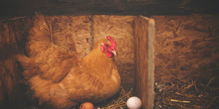 Sader refuerza acciones tras detectar el primer caso de gripe aviar H5N1