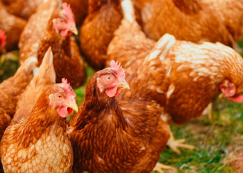 Detectan en México el primer caso de la gripe aviar H5N1