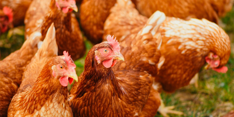 Detectan en México el primer caso de la gripe aviar H5N1