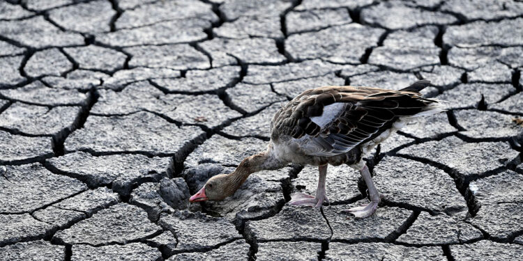 Cambio climático aumenta probabilidad de sequía cada 20 años: informe