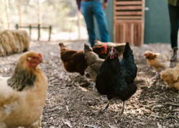 Identifican gripe aviar en granja comercial de Nuevo León