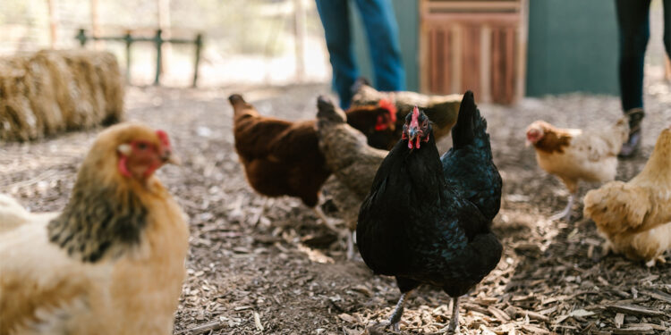 Identifican gripe aviar en granja comercial de Nuevo León