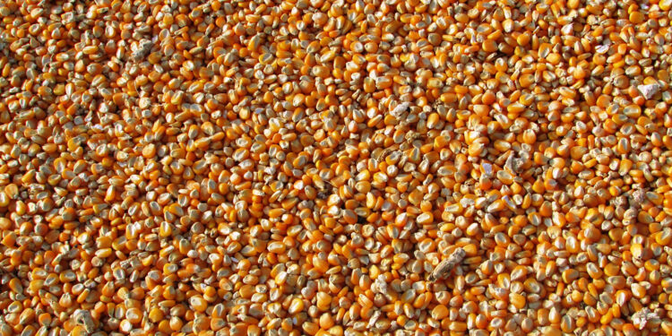 Rusia acepta retomar el acuerdo para exportar granos desde Ucrania