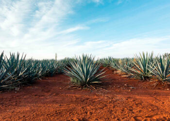 En 30 años, producción y exportación de tequila crecen más de 500% en México