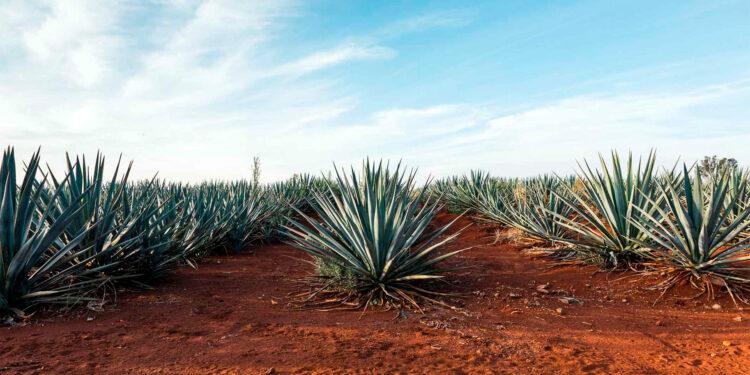 En 30 años, producción y exportación de tequila crecen más de 500% en México