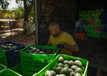 La peligrosa ruta de los aguacates mexicanos al Super Bowl