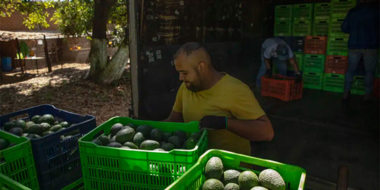La peligrosa ruta de los aguacates mexicanos al Super Bowl