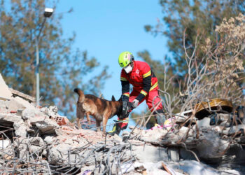 Patitas al rescate: 16 perros buscadores mexicanos viajan a Turquía para salvar vidas