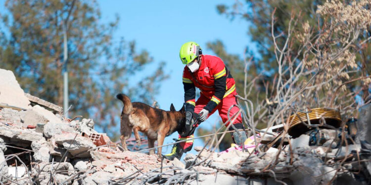 Patitas al rescate: 16 perros buscadores mexicanos viajan a Turquía para salvar vidas