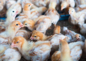 Declaran cuarentena en Aguascalientes por brote de influenza aviar