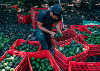 Desaparición de financiera rural obligaría a productores a buscar mercado informal