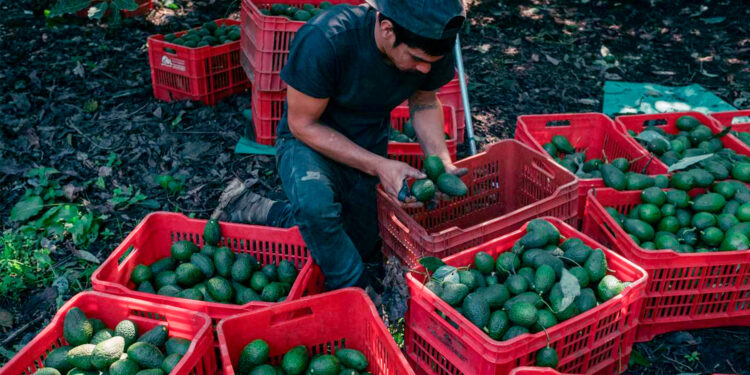 Desaparición de financiera rural obligaría a productores a buscar mercado informal