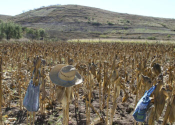 México alcanza las 32.1 millones de hectáreas para uso agrícola
